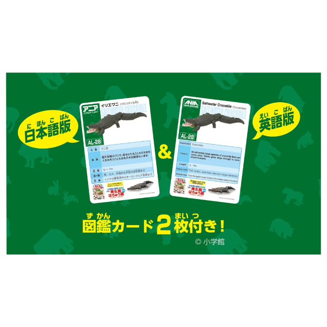  Saltwater crocodile toy cards in Japanese and English, featuring facts and illustrations.