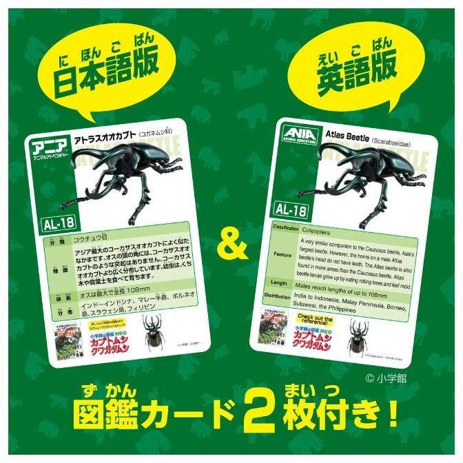 Atlas beetle toy card in Japanese and English, showing beetle anatomy and distribution.